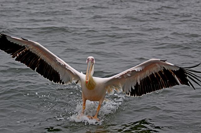 097 Walvis Bay, mola mola dolphin tour.JPG